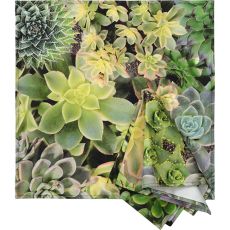 Botanica Succulent Green Napkins, Set of 6